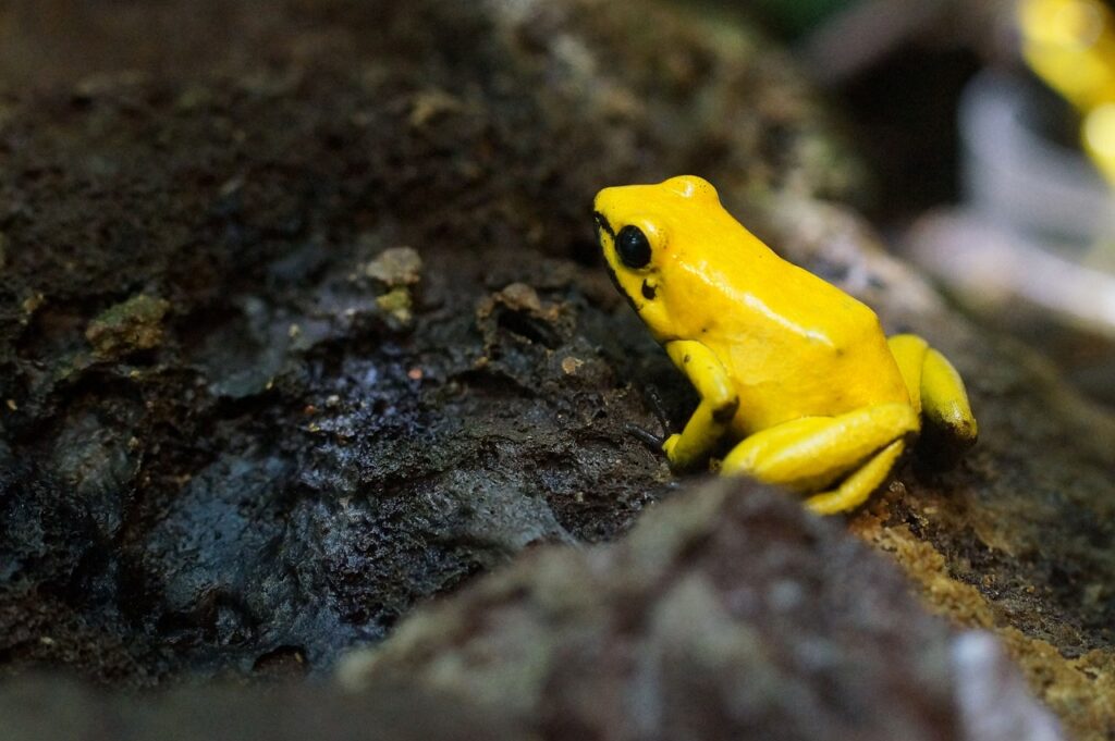 Poison Dart Frogs