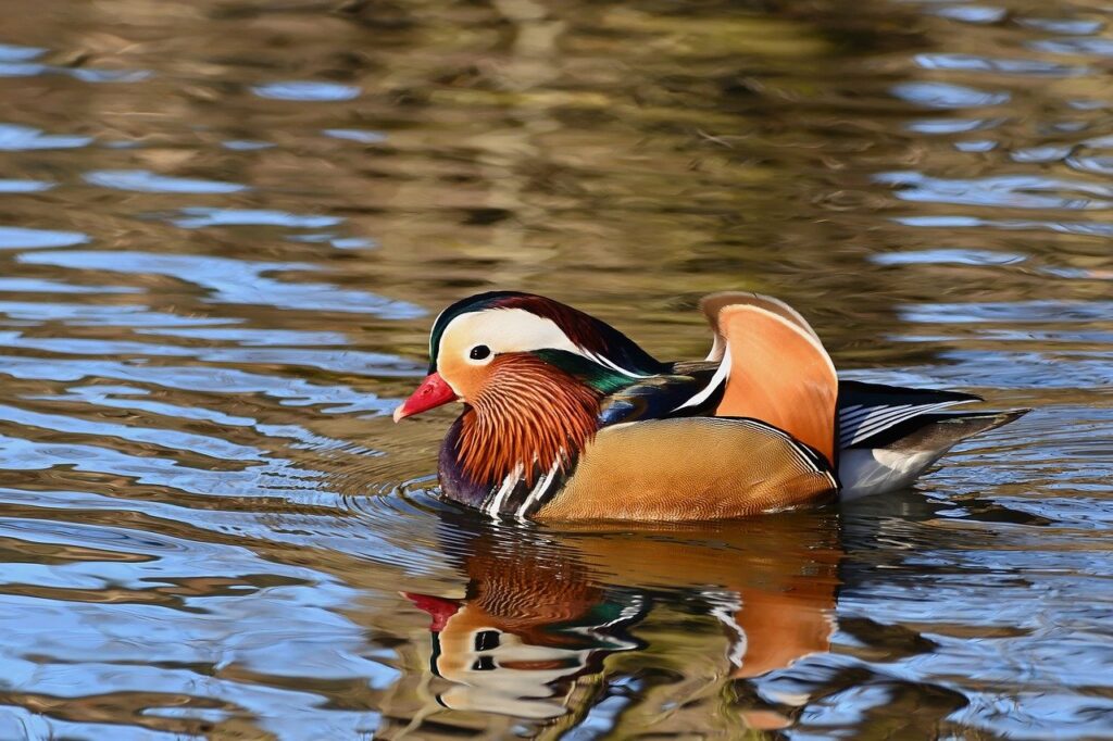 Mandarin Ducks