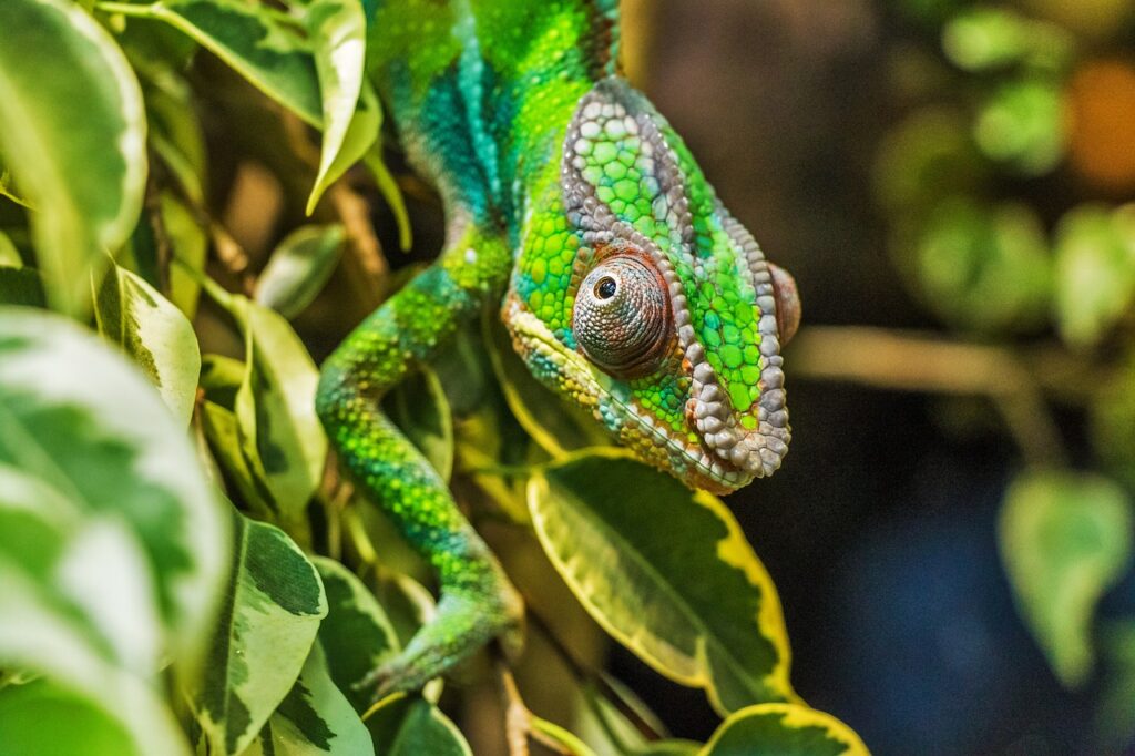 Panther Chameleons