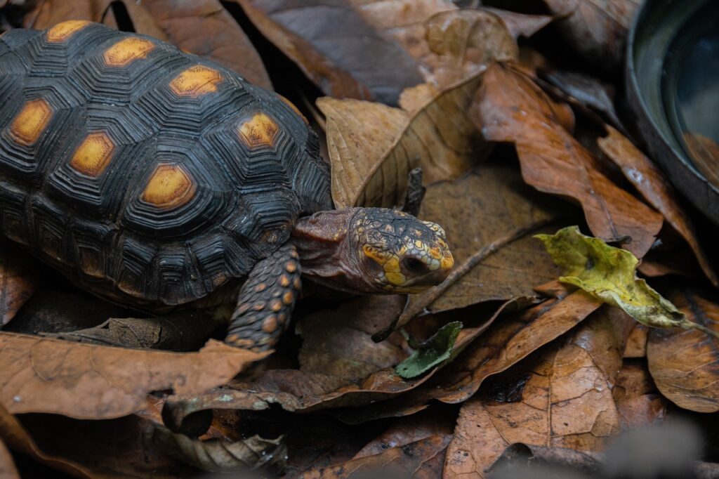 Red Footed Tortoise