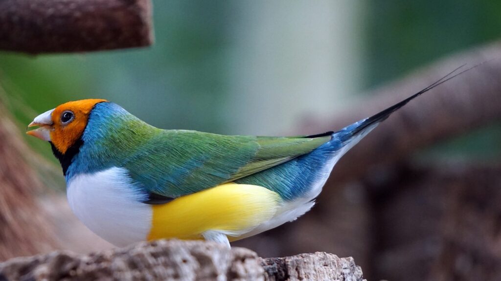 Gouldian Finches