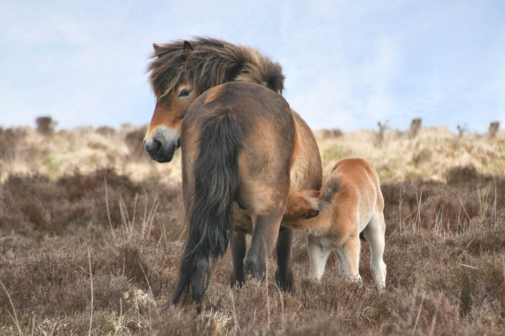 Exmoor Pony