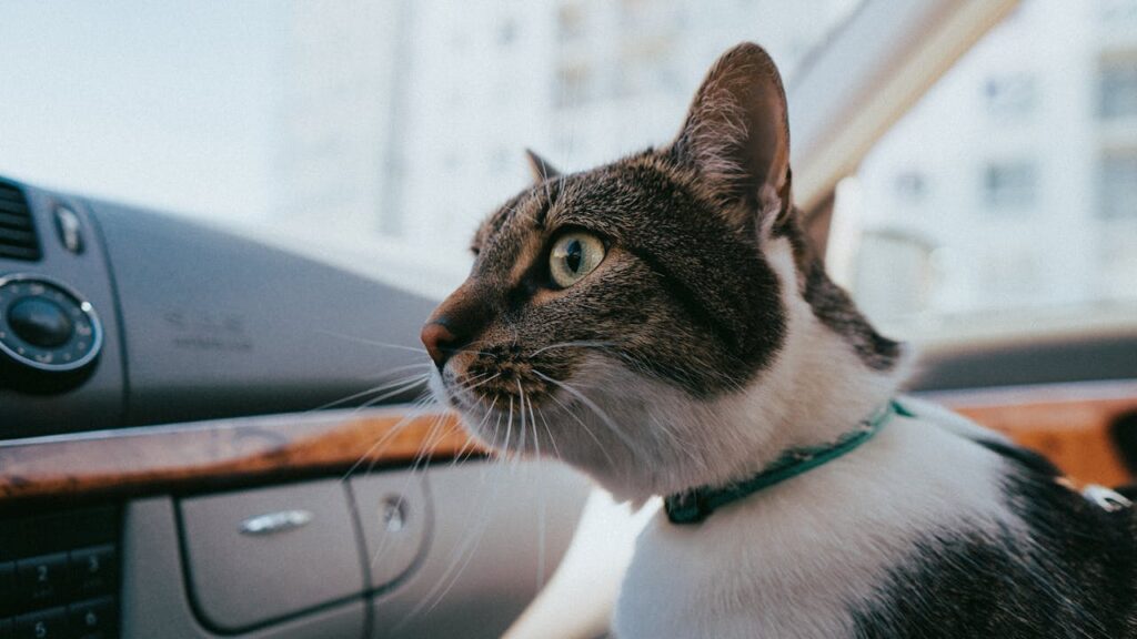 A cat in car