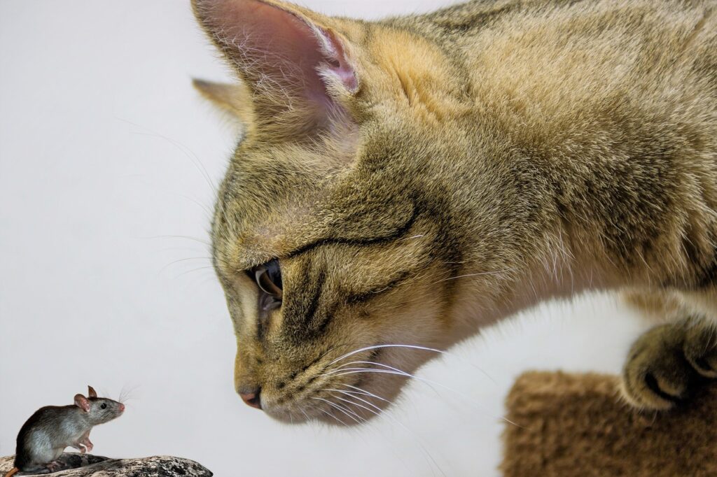 Cat with a mouse
