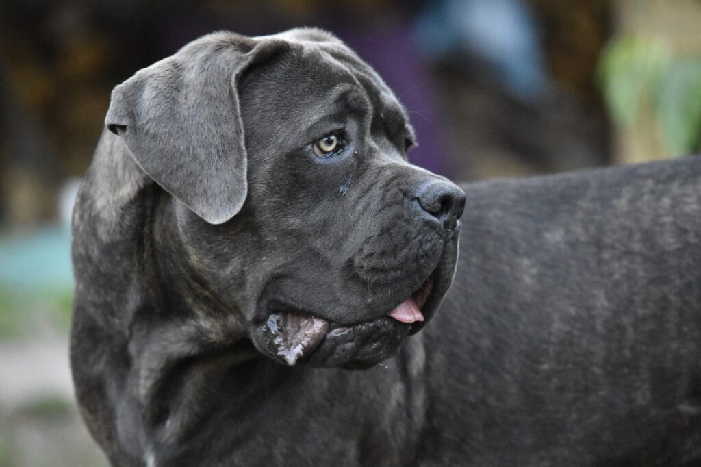 Black dog looking sideways 