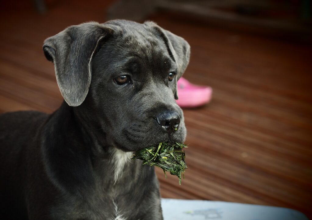 cane corso eating