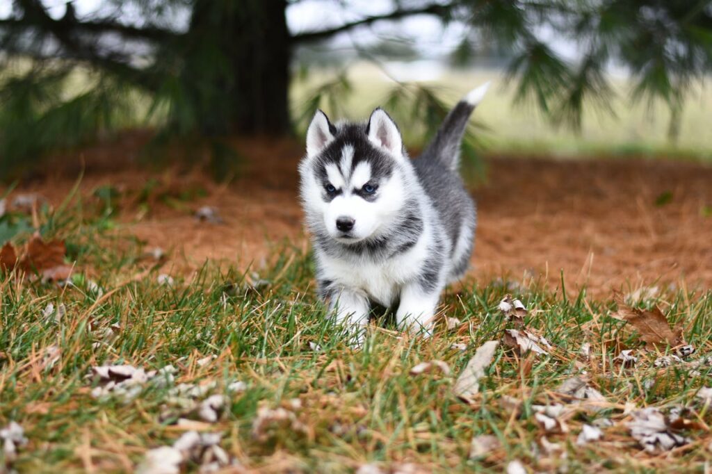 Siberian husky
