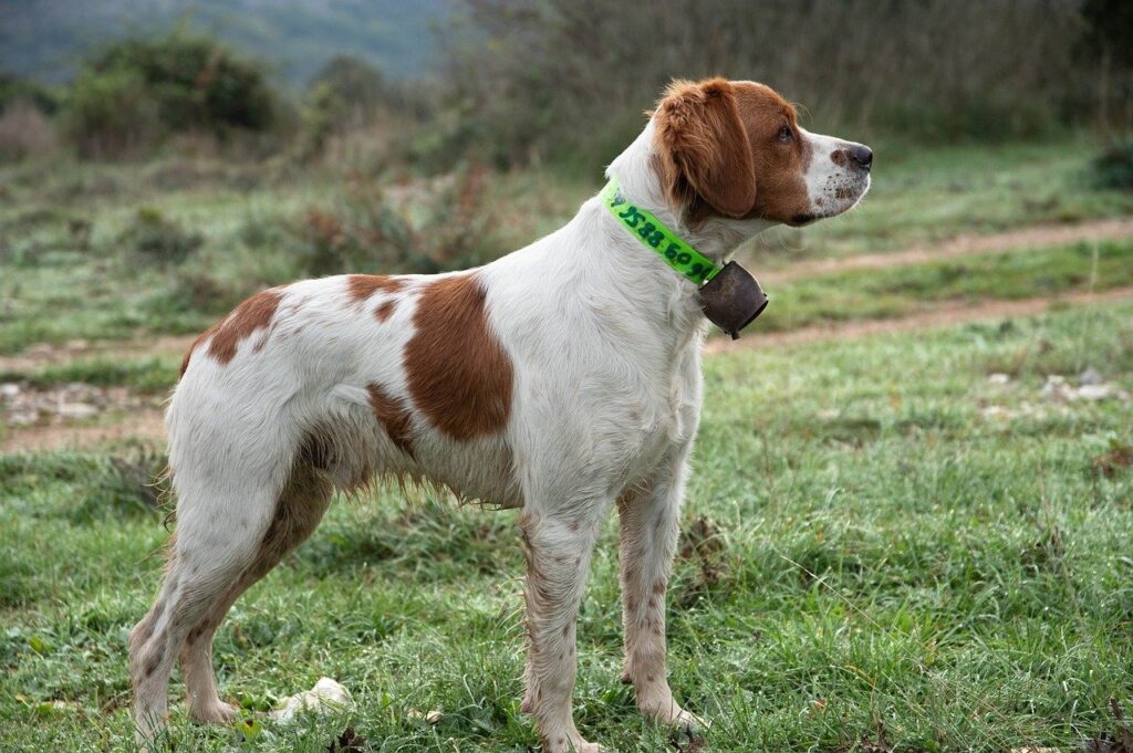 Brittany Spaniel outdoor