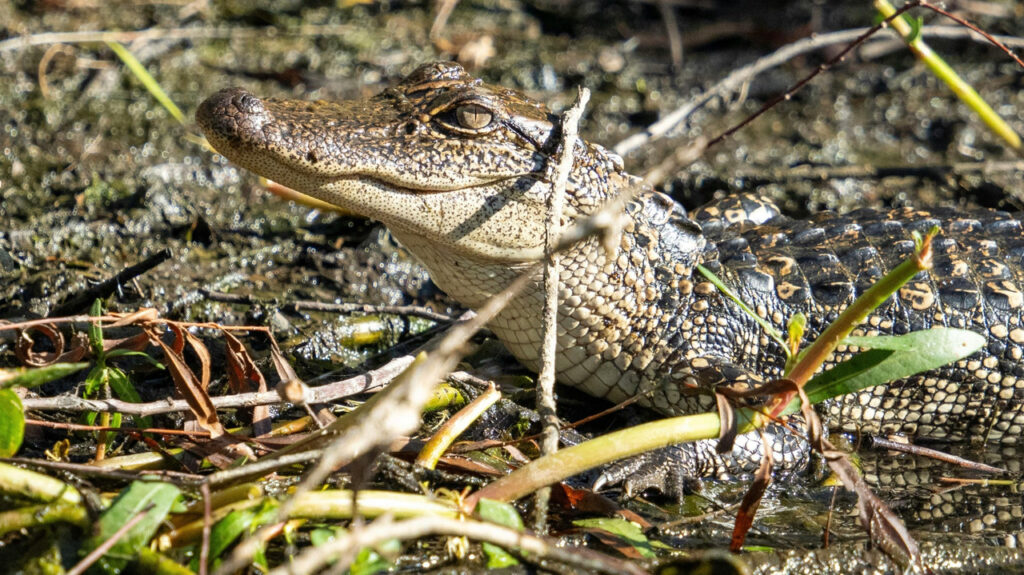 American Alligator in Anahuac wetlands, Texas