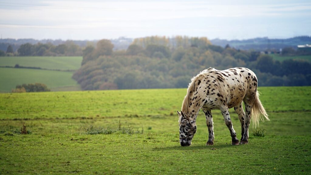A Horse in a meadow