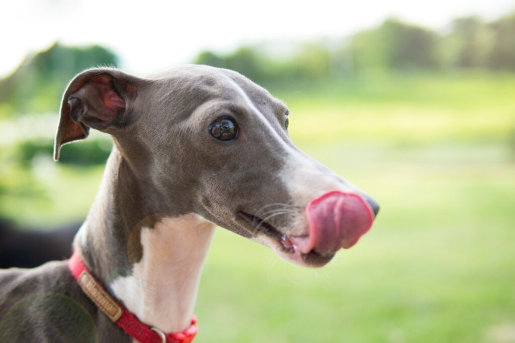 Italian Greyhound licking