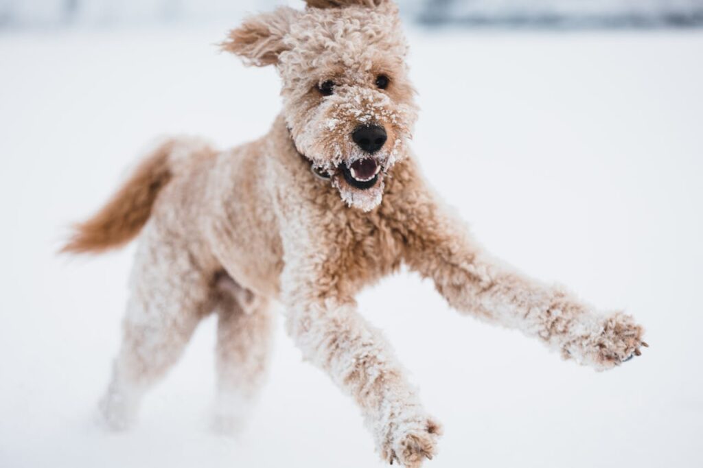 labradoodle