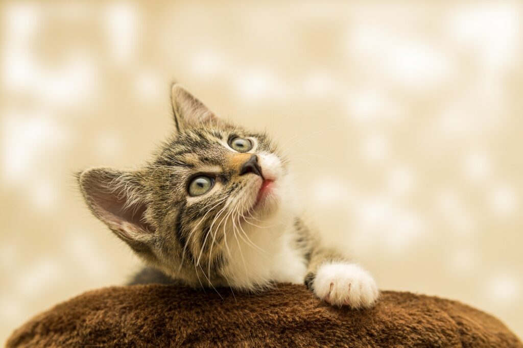 cute kitten