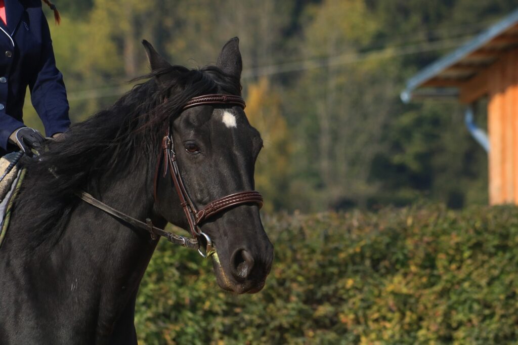 A Black Thoroughbred