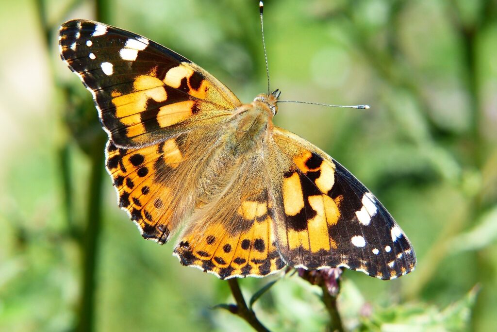 A Painted Lady Butterfly