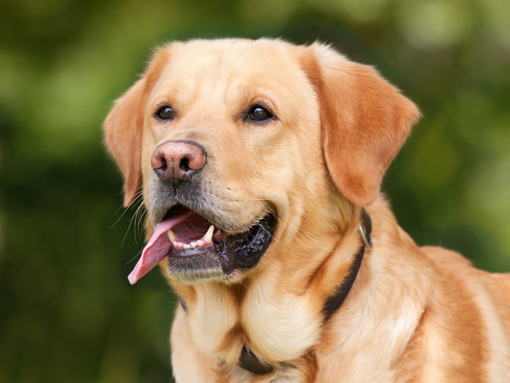 A close-up portrait of a golden Labrador retriever with a friendly expression.