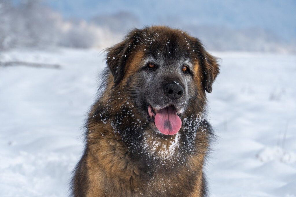 Dog in snow