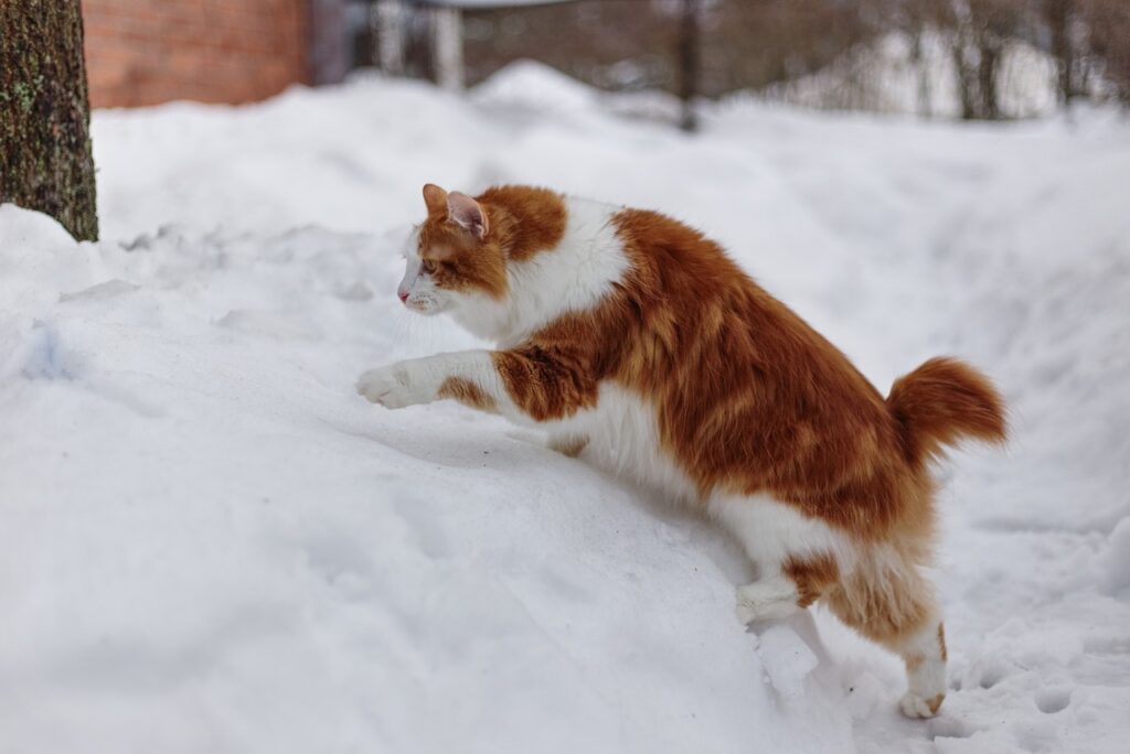 Kurilian Bobtail cat in snow
