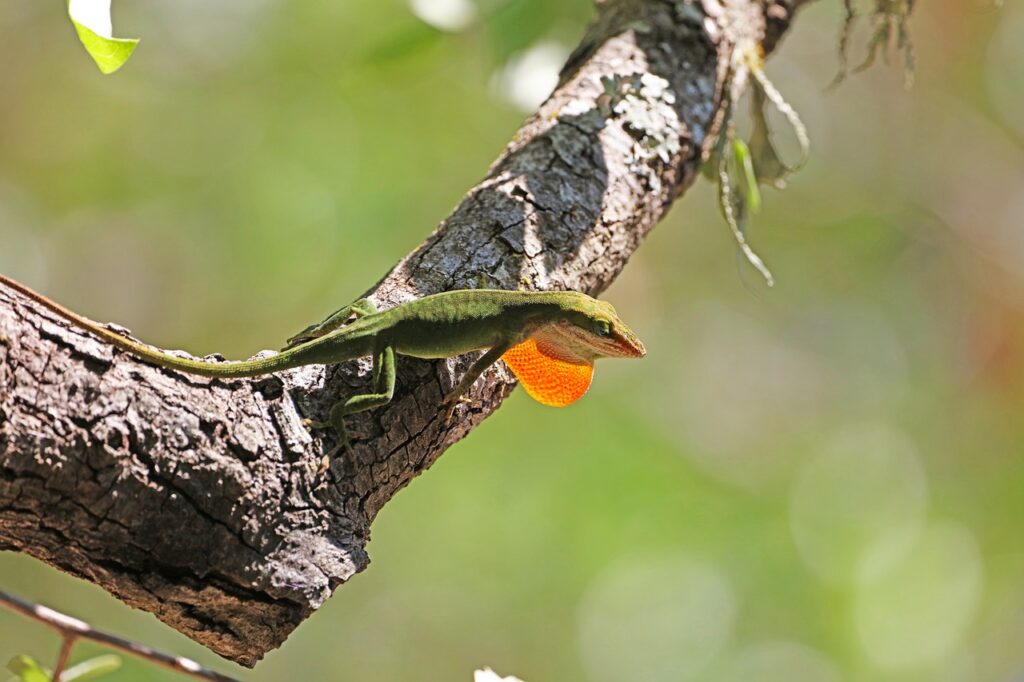 Green Anole