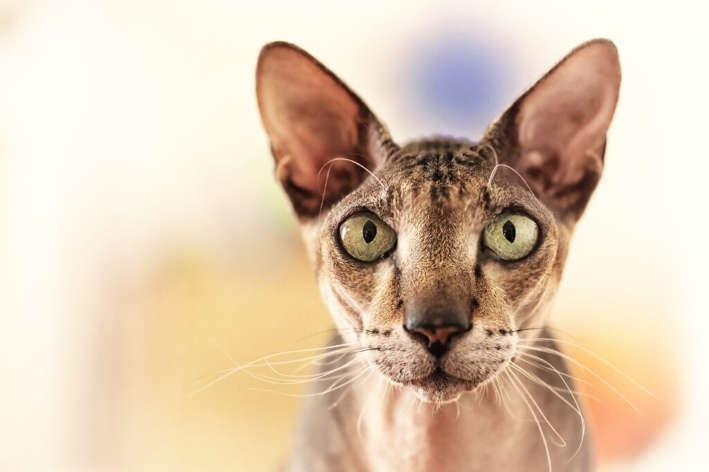 Peterbald closeup