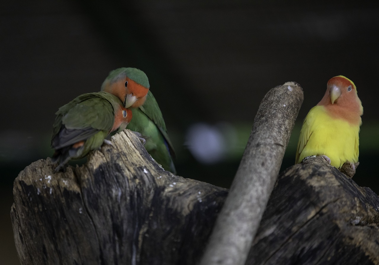 A group of lovebirds