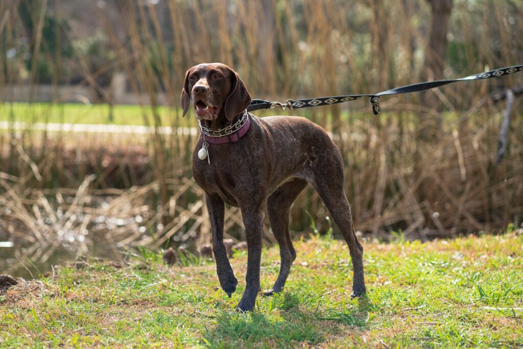 German Shorthaired Pointer on leash
