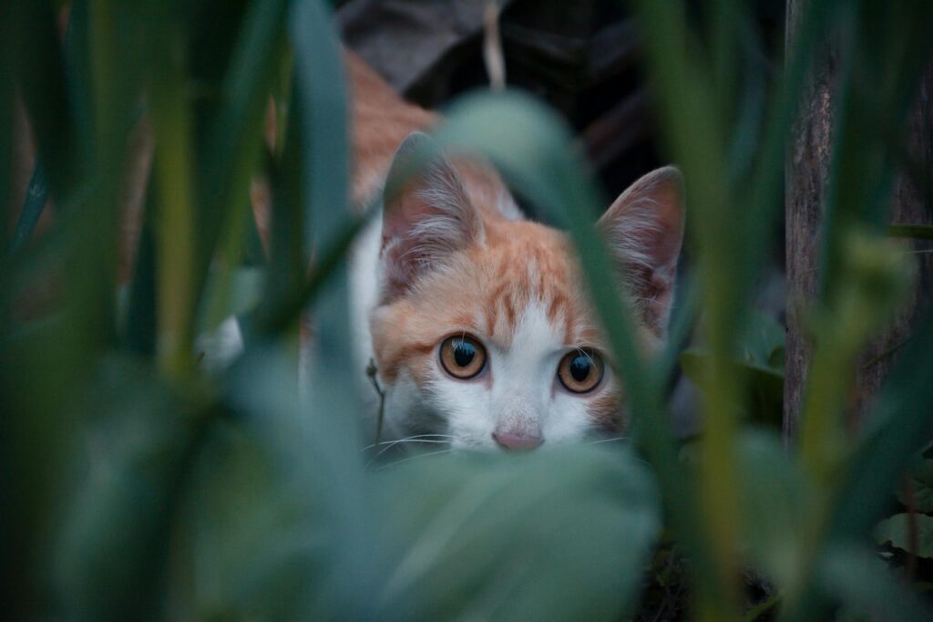An tense cat