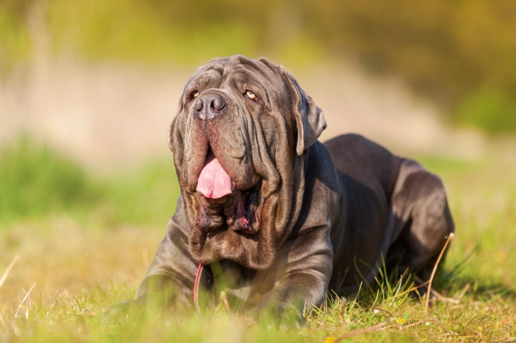 Neapolitan Mastiff resting