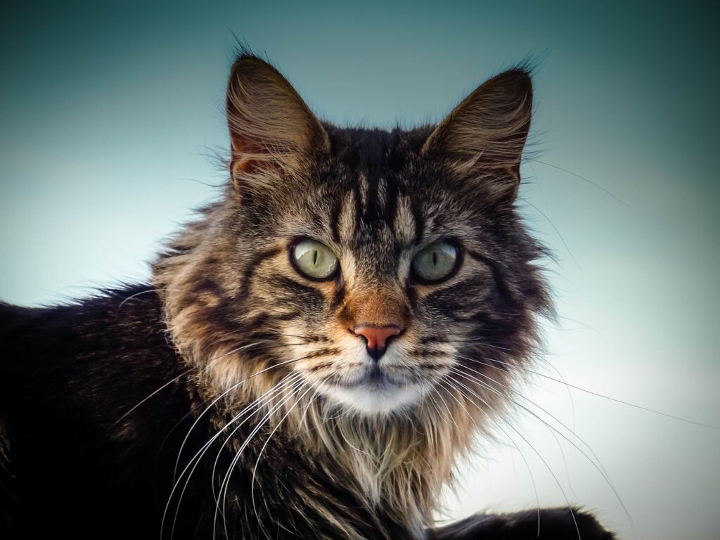 A maine coon cat closeup