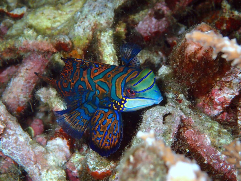 mandarinfish