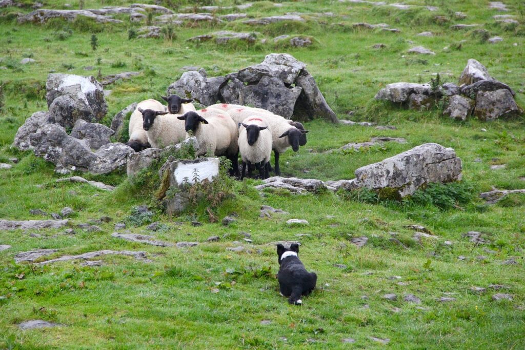 Shetland Sheepdog herding sheep