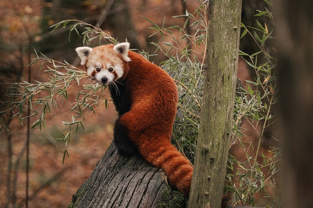 A Red Panda