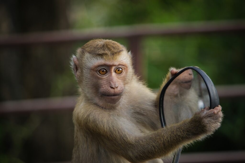 monkey pulling mirror