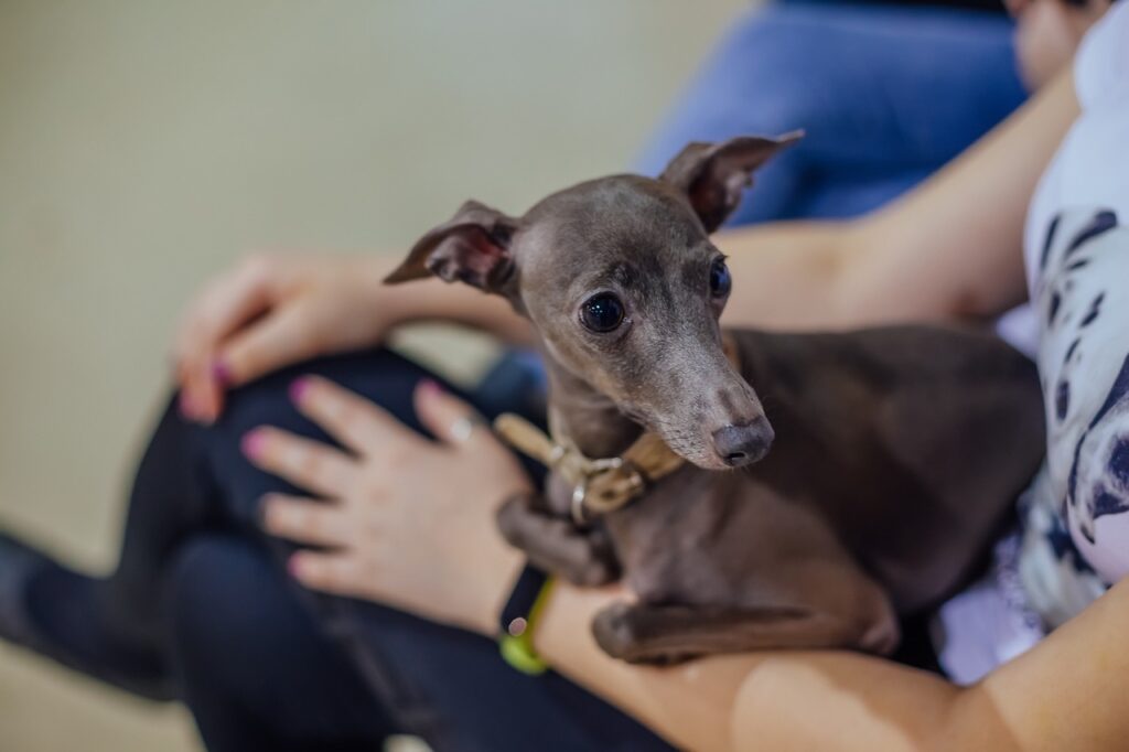Italian Greyhound resting on the lap