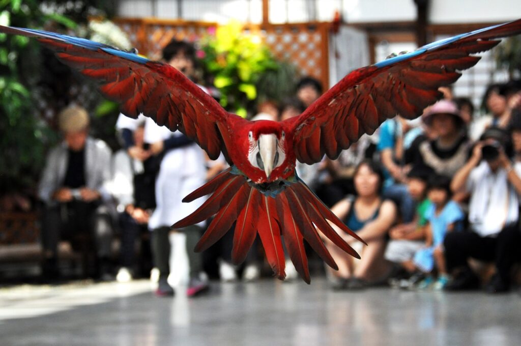 A flying macaw