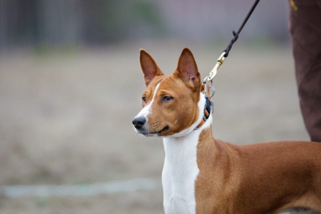 Basenji Dog on leash