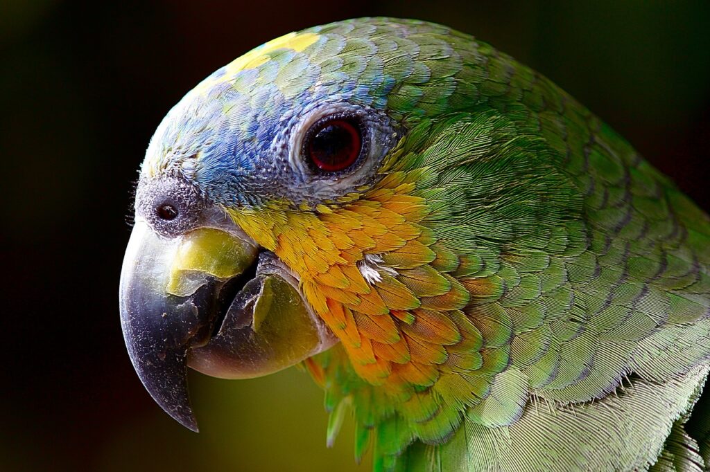 Close-up photo of a quaker parrot