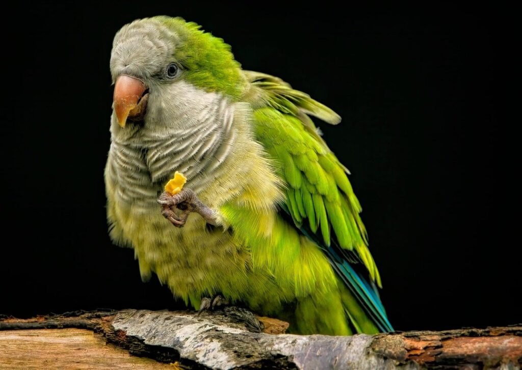 Quaker Parrot holding snack