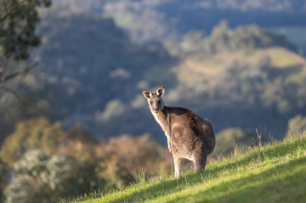  Kangaroo in a meadow