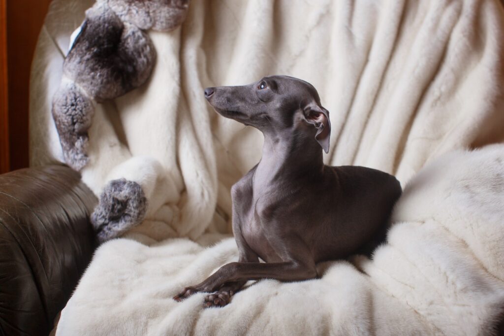 Italian Greyhound on a Sofa