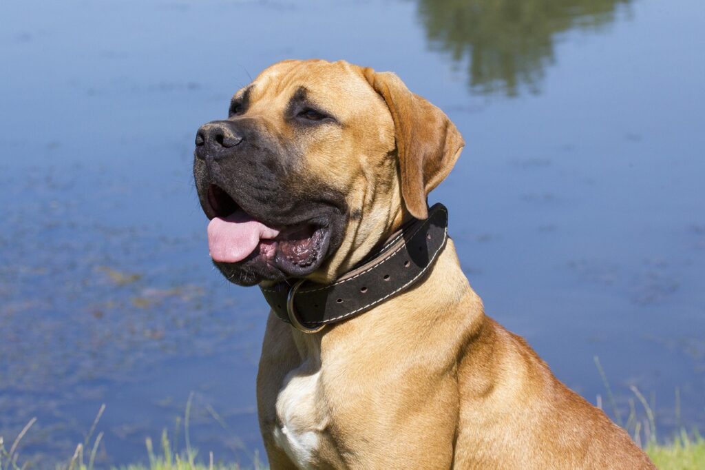 BOERBOEL