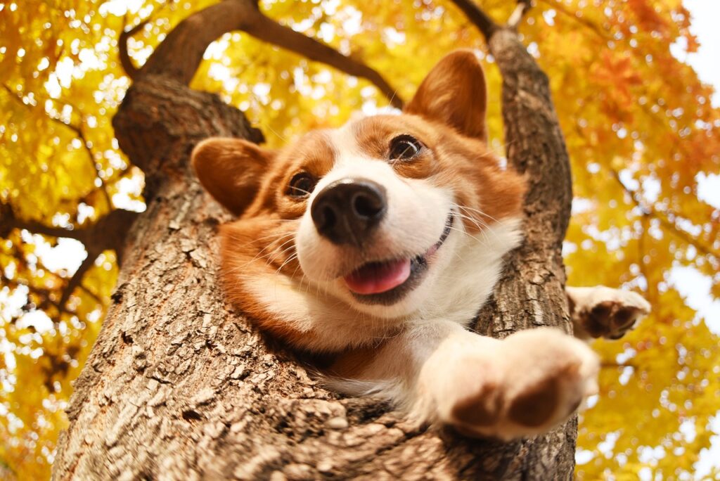 corgi