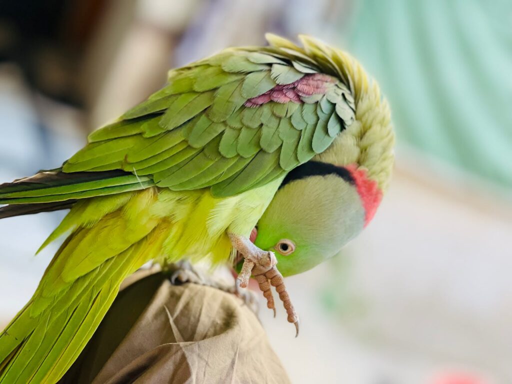 A green parrot with its head down