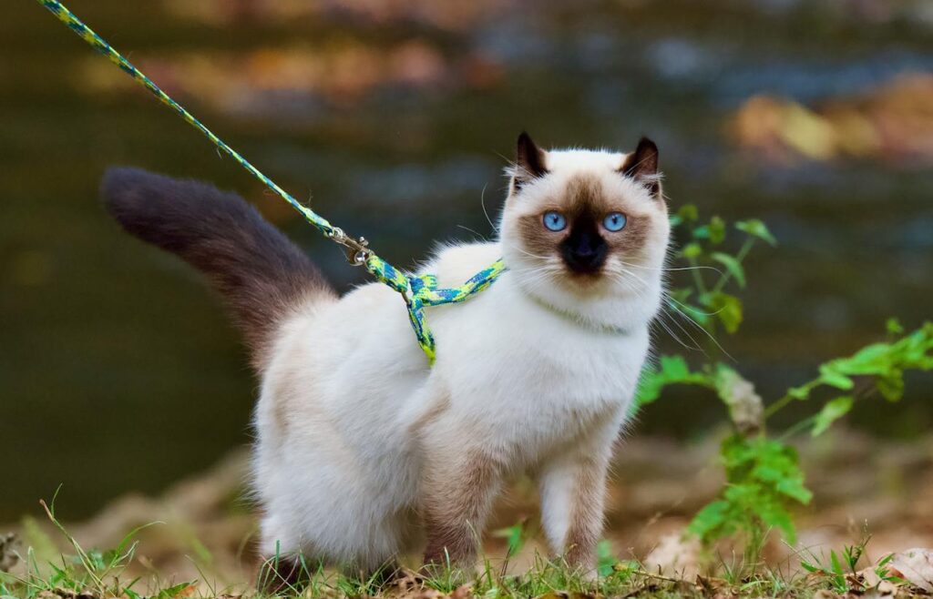 ragdoll leash