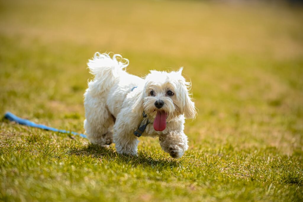 Shih Tzu on a run