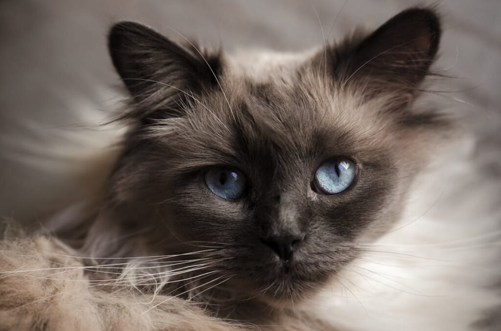 Close-up of a Birman Cat with Blue Eyes