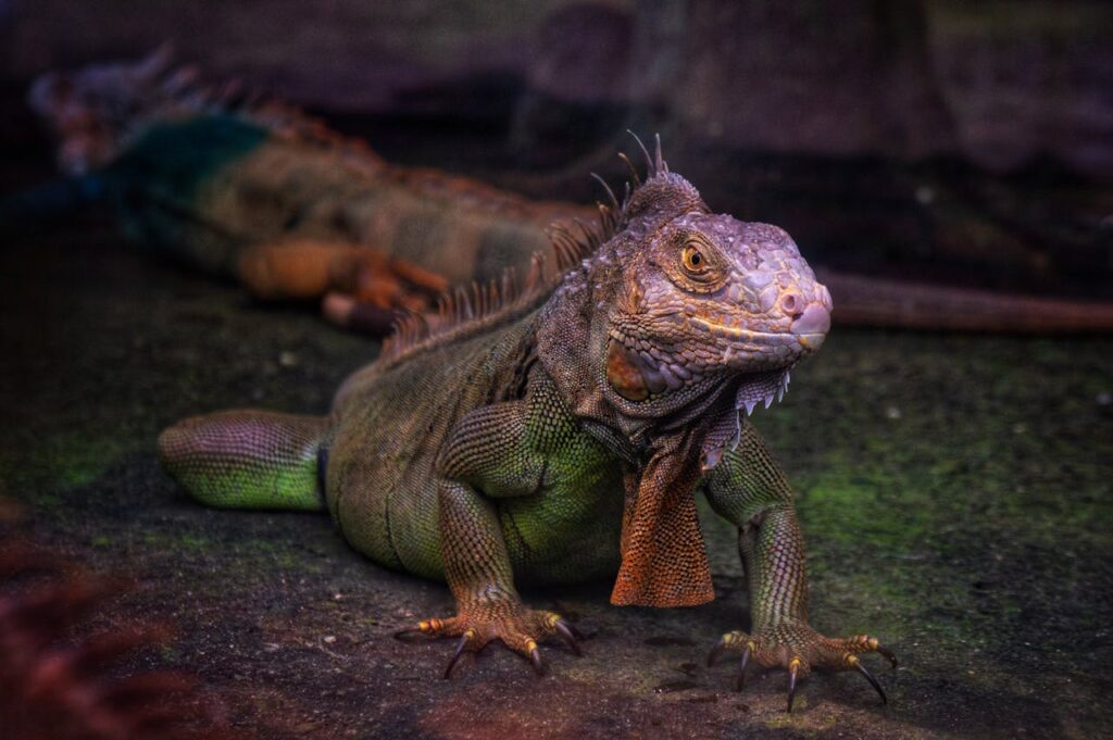 green iguana
