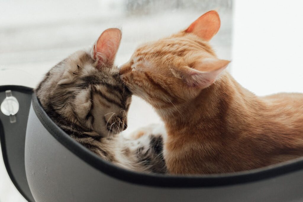 cat cuddling