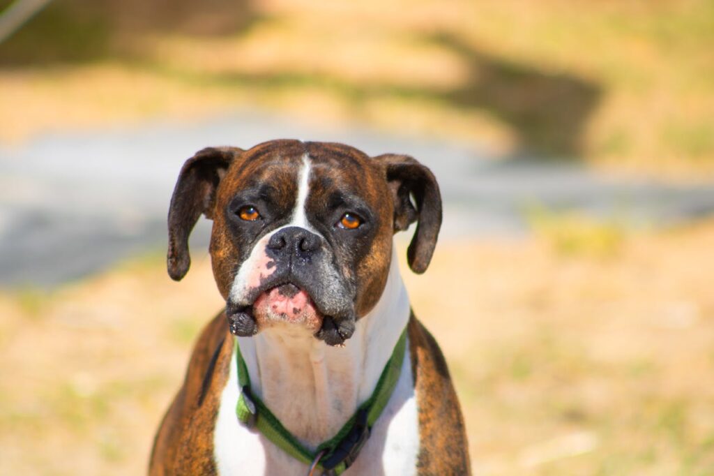 A Boxer dog with a brown and white coat