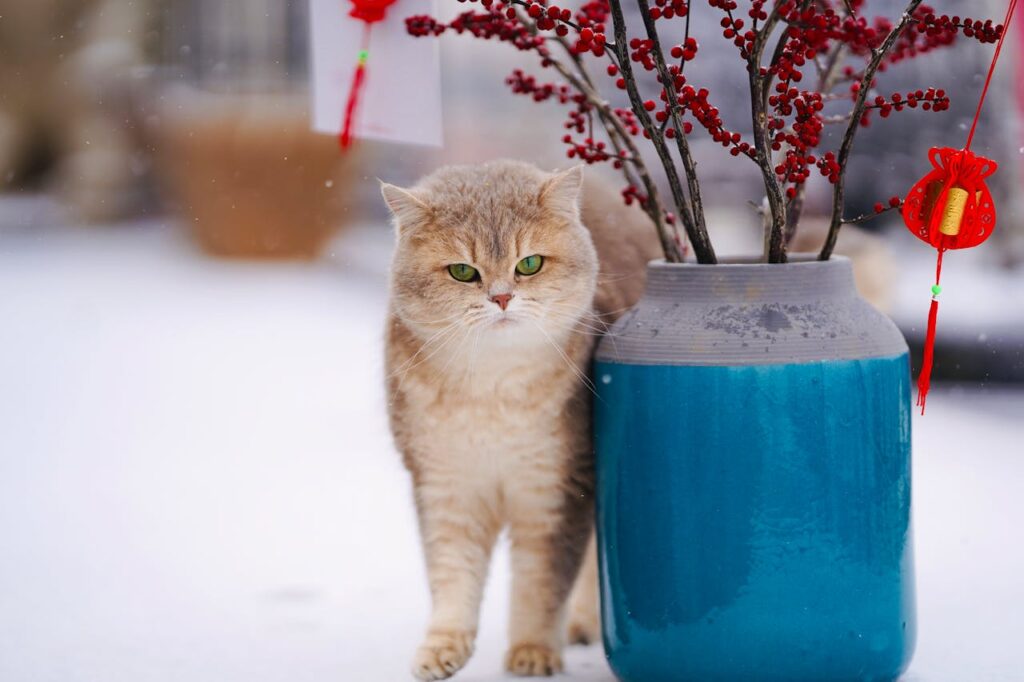 cat in snow